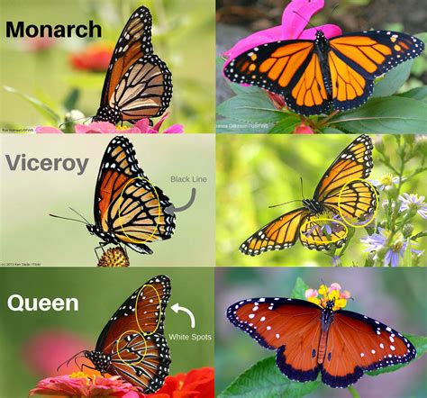 Quiz: Will These Monarch Look-Alikes Fool You? : The National Wildlife ...