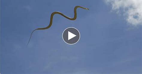 snake fly - flying snakes videos - snake fly tying | het 42 insurance news