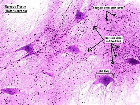 Neuron Histology Labeled