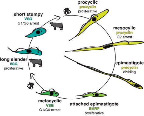 The parasite cycle of Trypanosoma brucei. The major mammalian... | Download Scientific Diagram