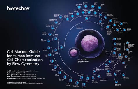 Cell Markers Guide for Human Immune Cell Characterization