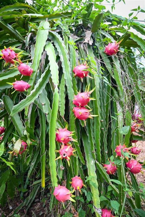 pitahaya plantation dragon fruit in thailand in the summer, dragon ...