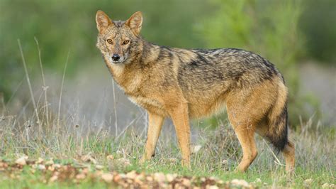 African golden jackals are actually golden wolves | Science | AAAS