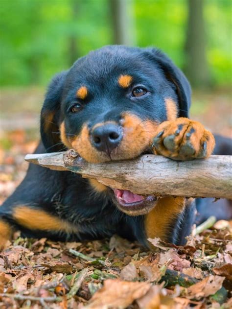 Rottweiler Bite Force: Unveiling The Power Behind The Jaws - WAF