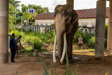 Photos: Thailand’s out-of-work elephants in crisis | Tourism | Al Jazeera