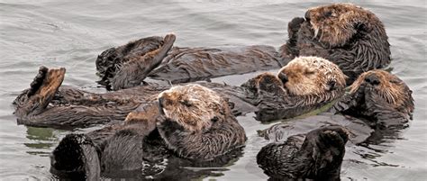 Southern sea otters still struggle with genetic diversity - The Wildlife Society