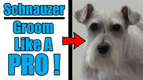 Schnauzer Head & Face Grooming Tutorial - YouTube