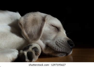 125 Old Black Lab Sleeping Images, Stock Photos & Vectors | Shutterstock