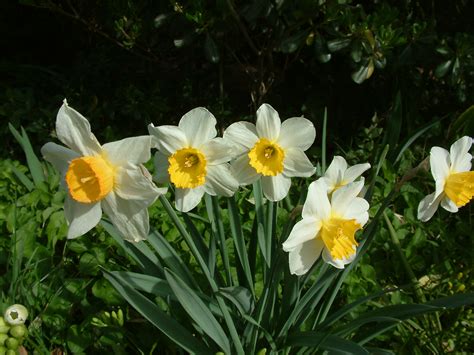 Narcissus Assorted Varieties