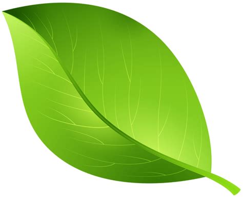 Different Leaves Clipart - Clipart