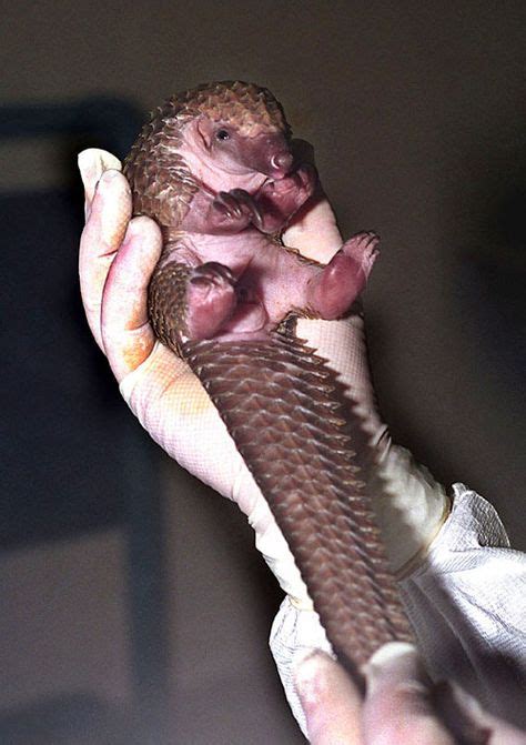 Baby pangolin also referred to as a scaly anteater or trenggiling is a mammal of the order ...