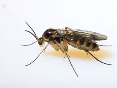 Identifying Fungus Gnats: How To Get Rid Of Soil Gnats