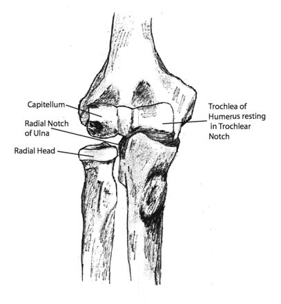 Coronoid Fractures of the Elbow