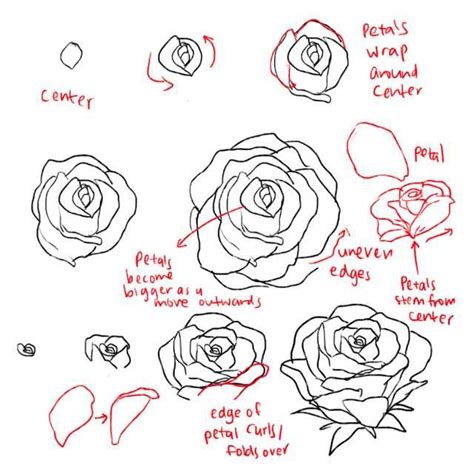 How to draw roses and peonies | Roses drawing, Flower drawing tutorials, Flower drawing