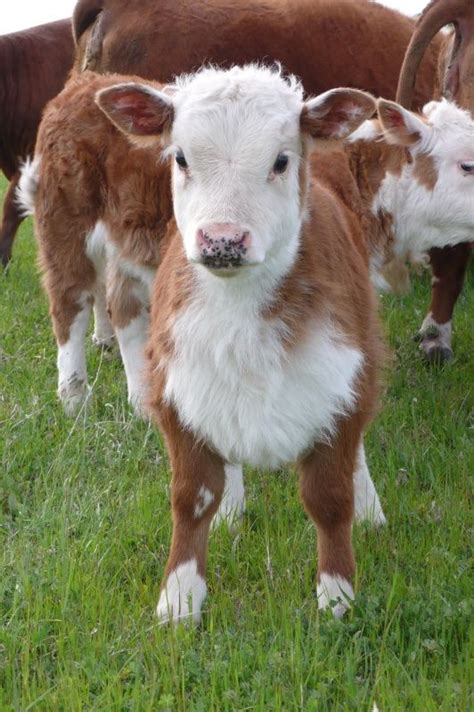 Miniature Herefords from Montgomery Mini Herefords | Mini cows, Excited ...