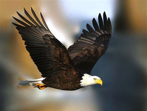 Bald Eagles - Eagle Wing Tours Victoria, BC