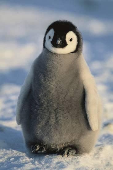 Penguin | Penguins, Cute animals, Cute penguins