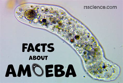 Facts about Amoeba, structure, behavior and reproduction - Rs' Science