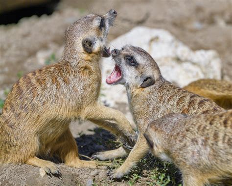 Fighting meerkats I | I saw many meerkats fighting/playing a… | Flickr