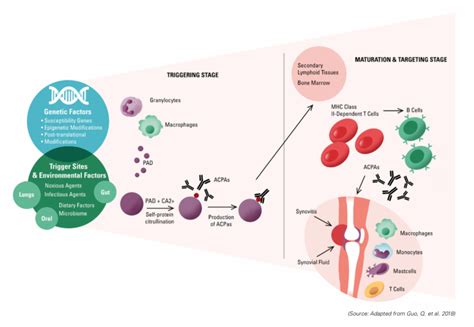 Autoimmune Diseases: Current and Emerging Therapeutic Approaches