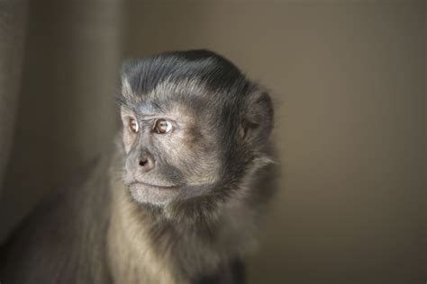 Keeping and Caring for Pet Capuchin Monkeys