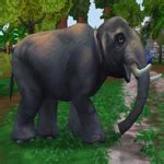 Bornean Pygmy Elephant | ZooBerry.org