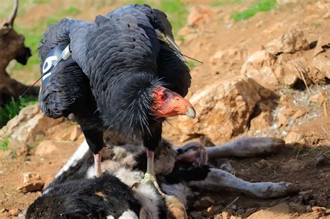 What do California condors eat? - Birdful