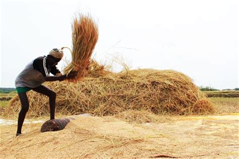 Threshing | Difference Between Threshing And Winnowing| Separation