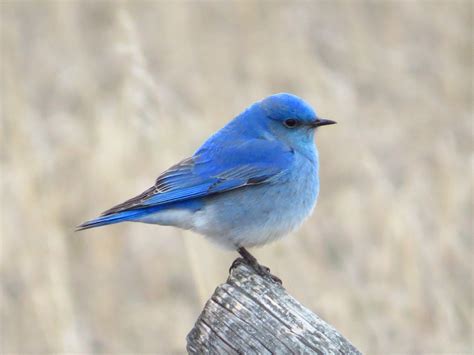 Mountain Bluebird — Mountain Bluebird Trails Conservation Society