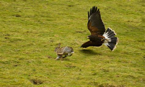 Wie werde ich Falkner | Greifvogelzucht und Falknerei Marco Schlief