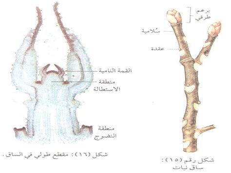 اجزاء النبات الزهري