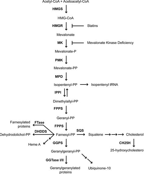 Frontiers | Compromised Protein Prenylation as Pathogenic Mechanism in Mevalonate Kinase Deficiency