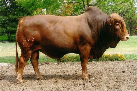 Afrikaner Cattle Breeders' Society of South Africa - Afrikaner Beestelersgenootskap van Suid ...