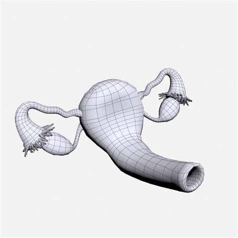Female reproductive 3D model - TurboSquid 1288110