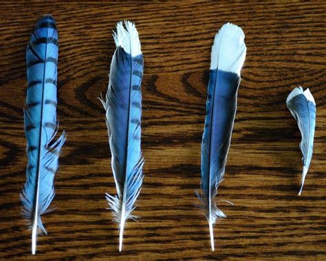 American blue jay feather | Blue jay, Blue jay feather, Blue