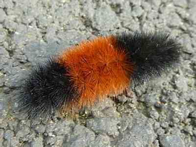 19 Types of Hairy Caterpillars (With Pictures) - Identification Guide