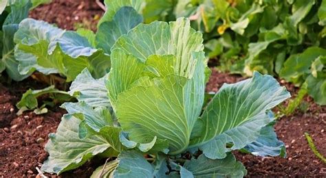 Cabbage Growing Tips For Beginners | Asia Farming