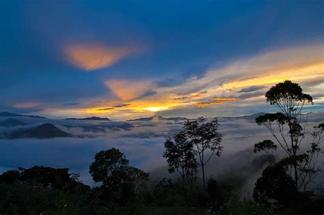 Fog covered forest at sunrise, HD wallpaper | Peakpx