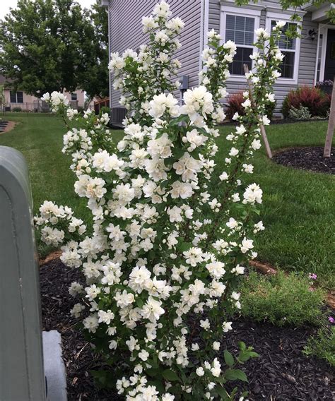 Mock orange varieties: 15 stunning types of philadelphus | Gardeningetc