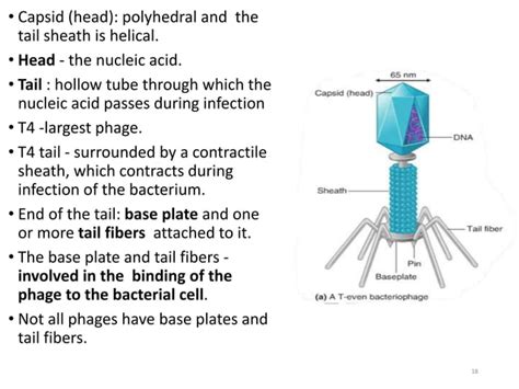 Virus structure | PPT