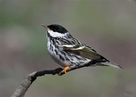 Blackpoll Warbler Migration | BirdNote