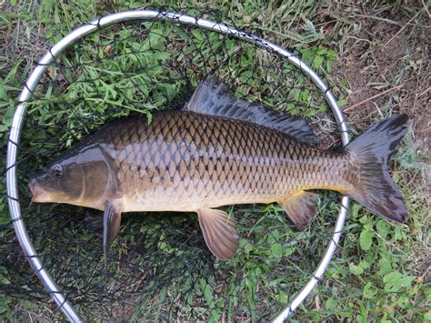 Cyprinus Carpio – Common Carp | Fish Species