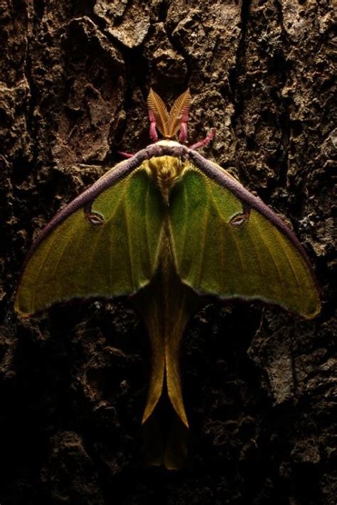 Actias luna, Luna moth. | Luna moth, Moth, Reptile habitat