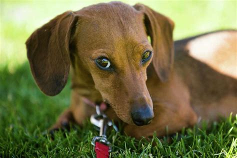 Wiener dog races at Emerald Downs