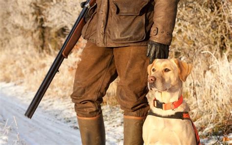 Best Dog Vest for Upland Hunting (Our Top 6 Picks) 2021