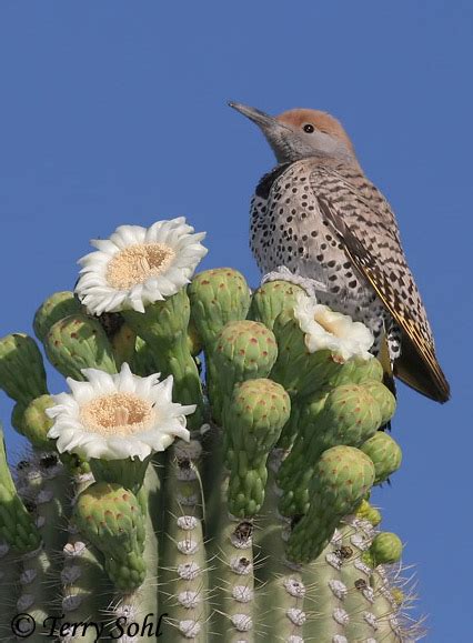 Gilded Flicker - Species Information and Photos