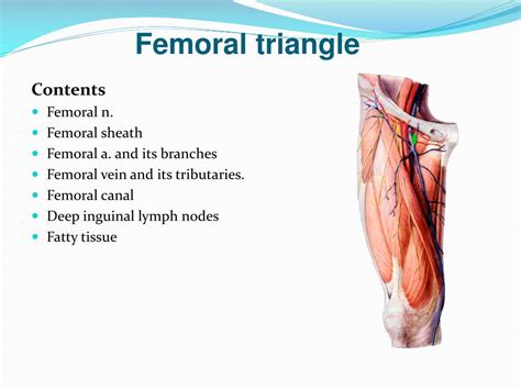 Contents Of Femoral Canal : Hell insertion очень красивый трах - l7ut ...