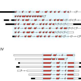 Two examples of conserved exon–intron structure. This diagram indicated... | Download Scientific ...