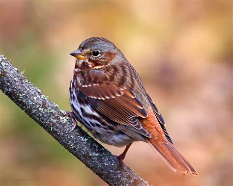 Fox sparrow (FOSP), Passerella iliaca. Not native in our area but ...