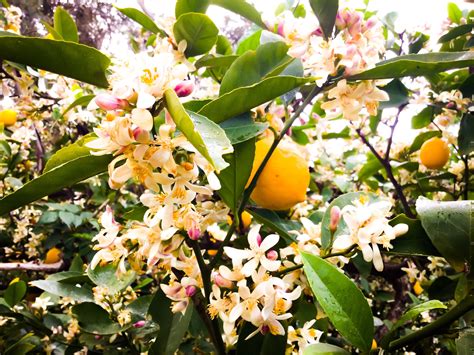 Warm Lemon Tree Fruit and Blossoms. Nature Photography